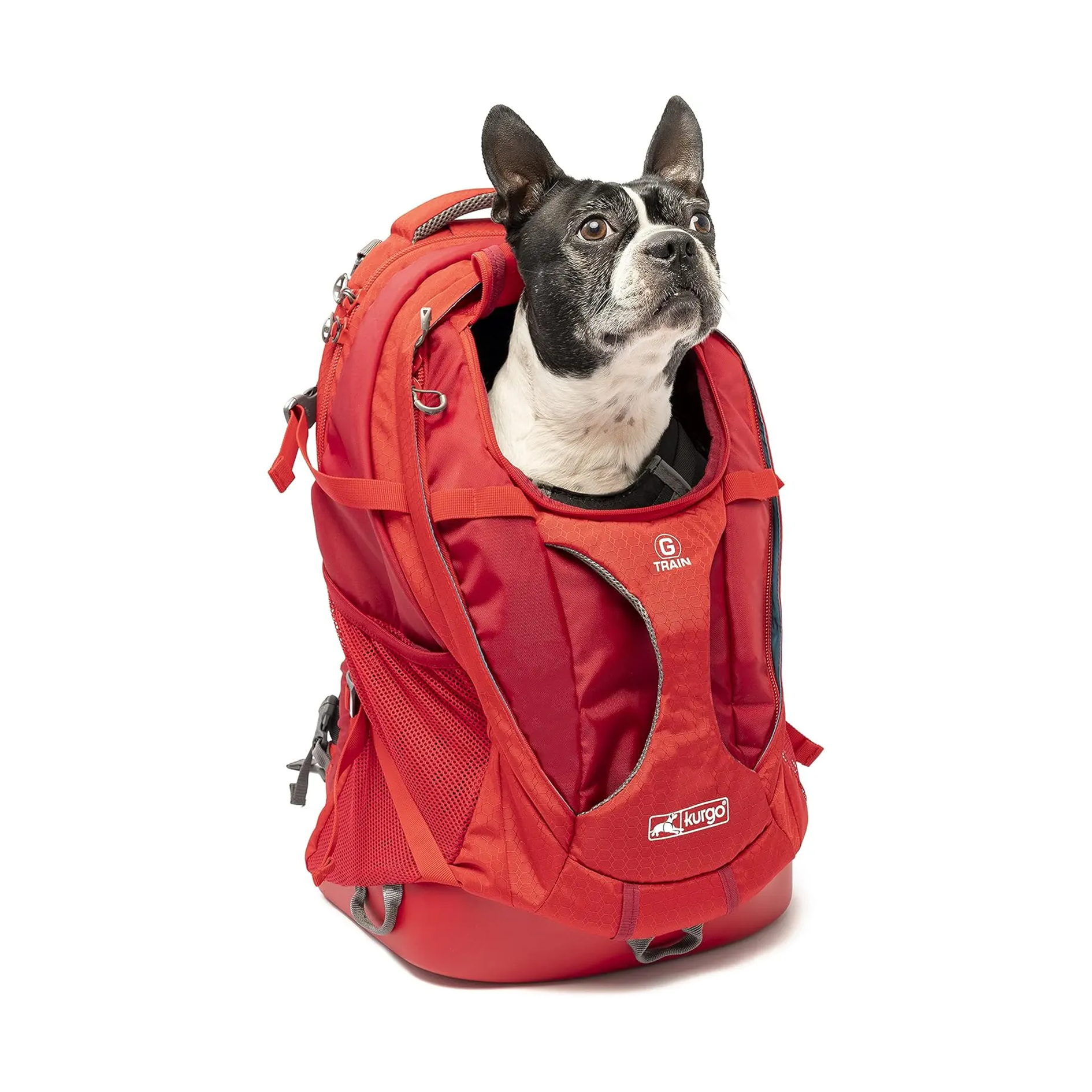 Dog wearing a red backpack on a white background
