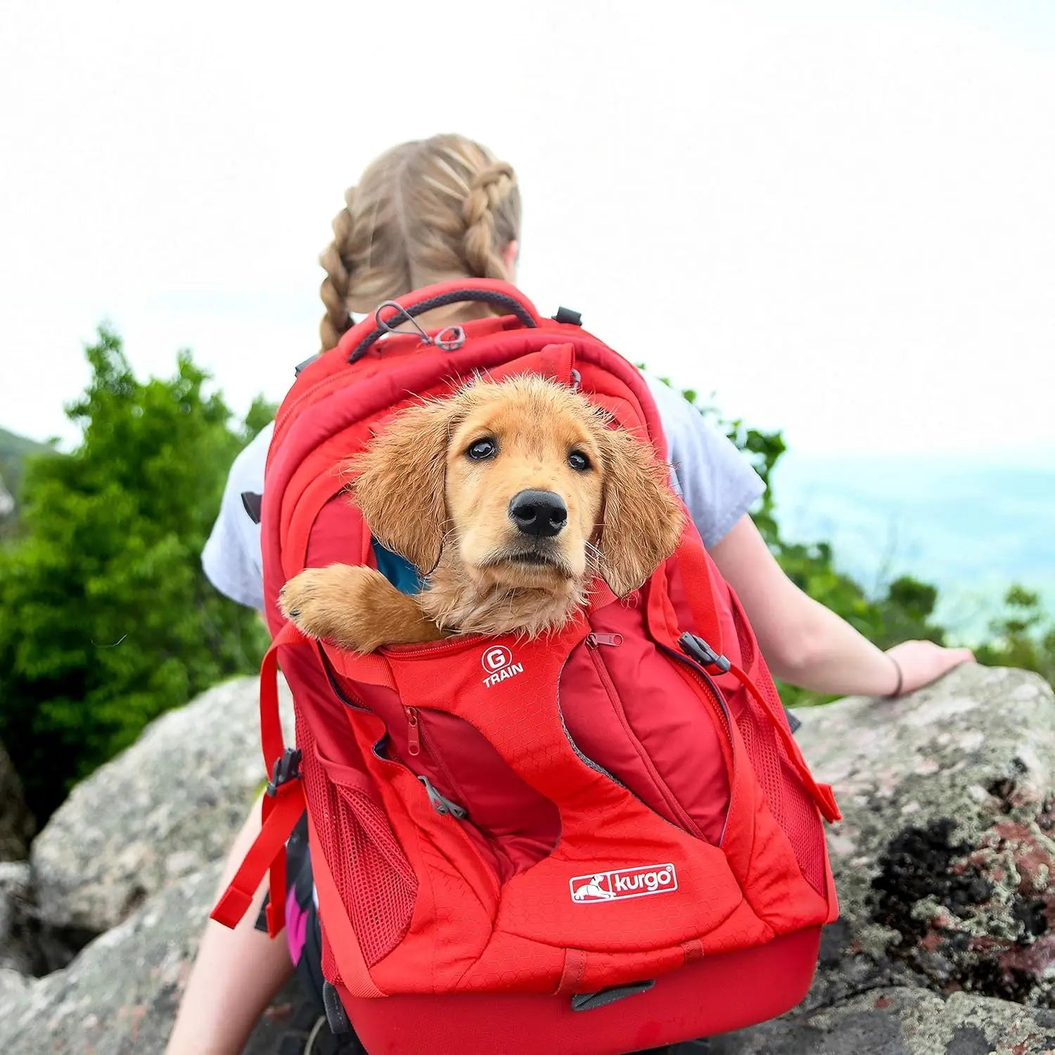 Dog in a red backpack with a person hiking on a mountain