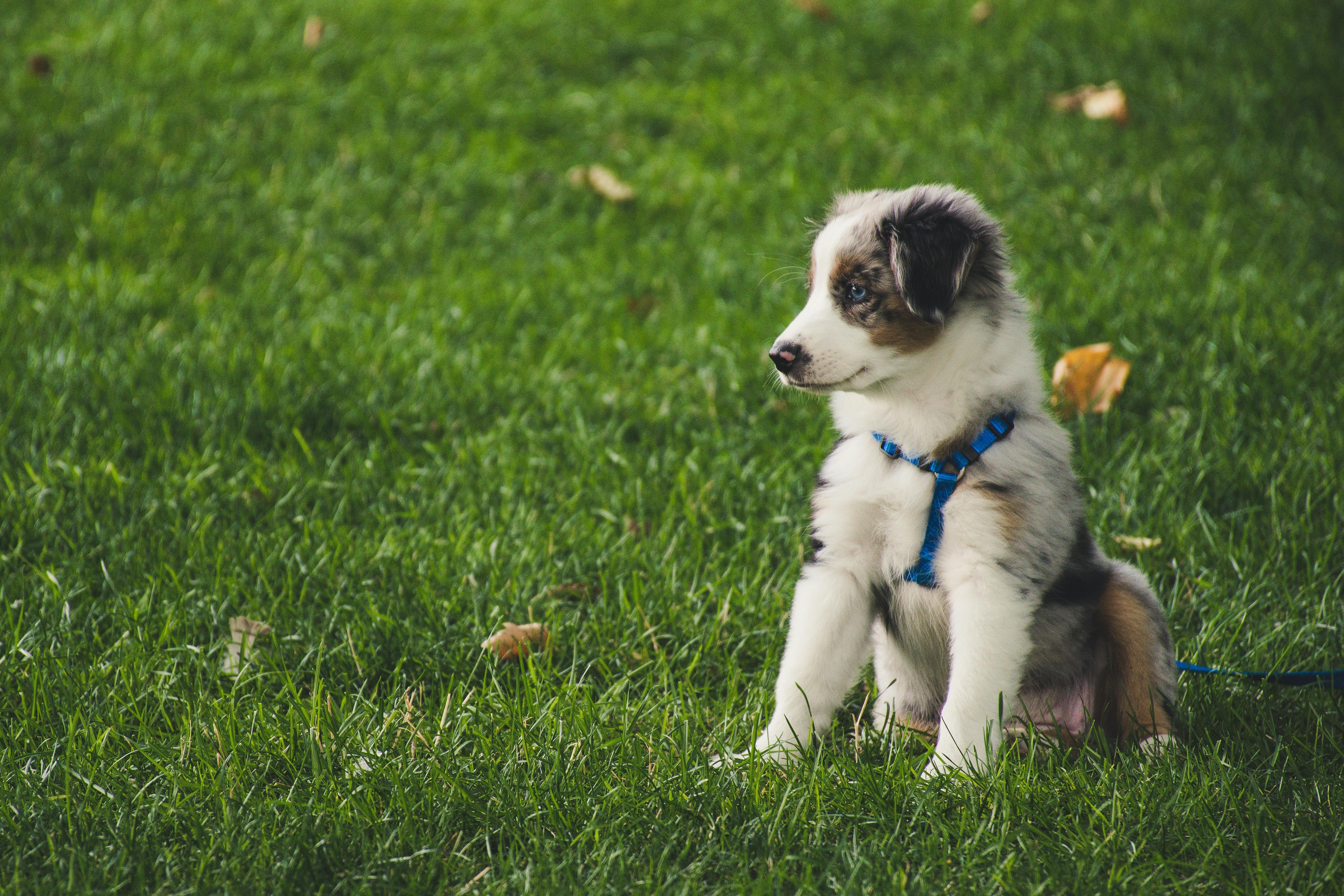Puppy sitting on a grassy field wearing a blue harness.
