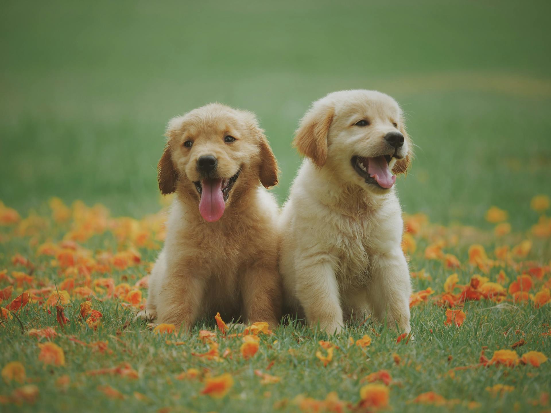 Two golden retriever puppies sitting on a grassy field with orange flowers.