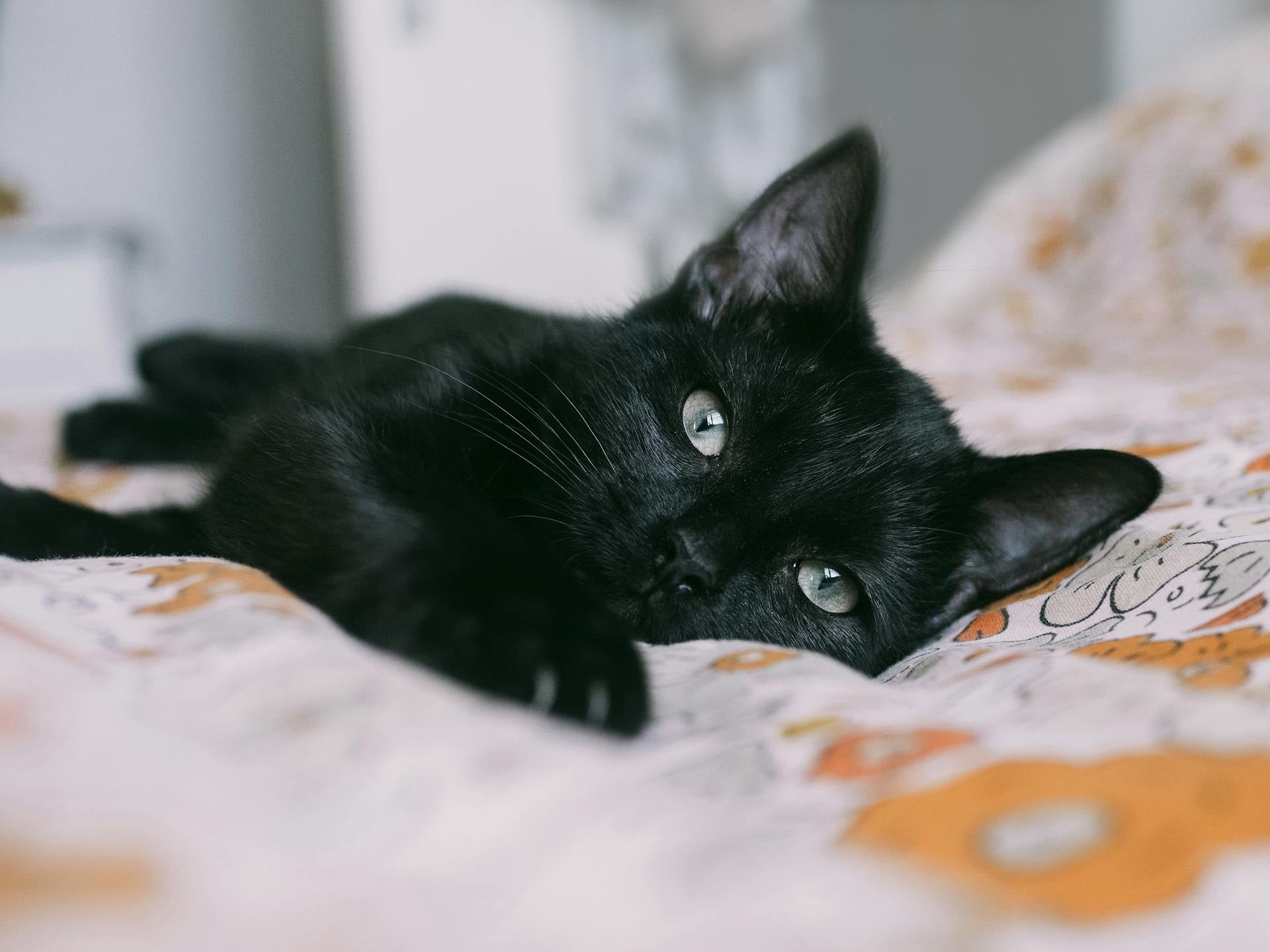 Black cat lying on a patterned blanket