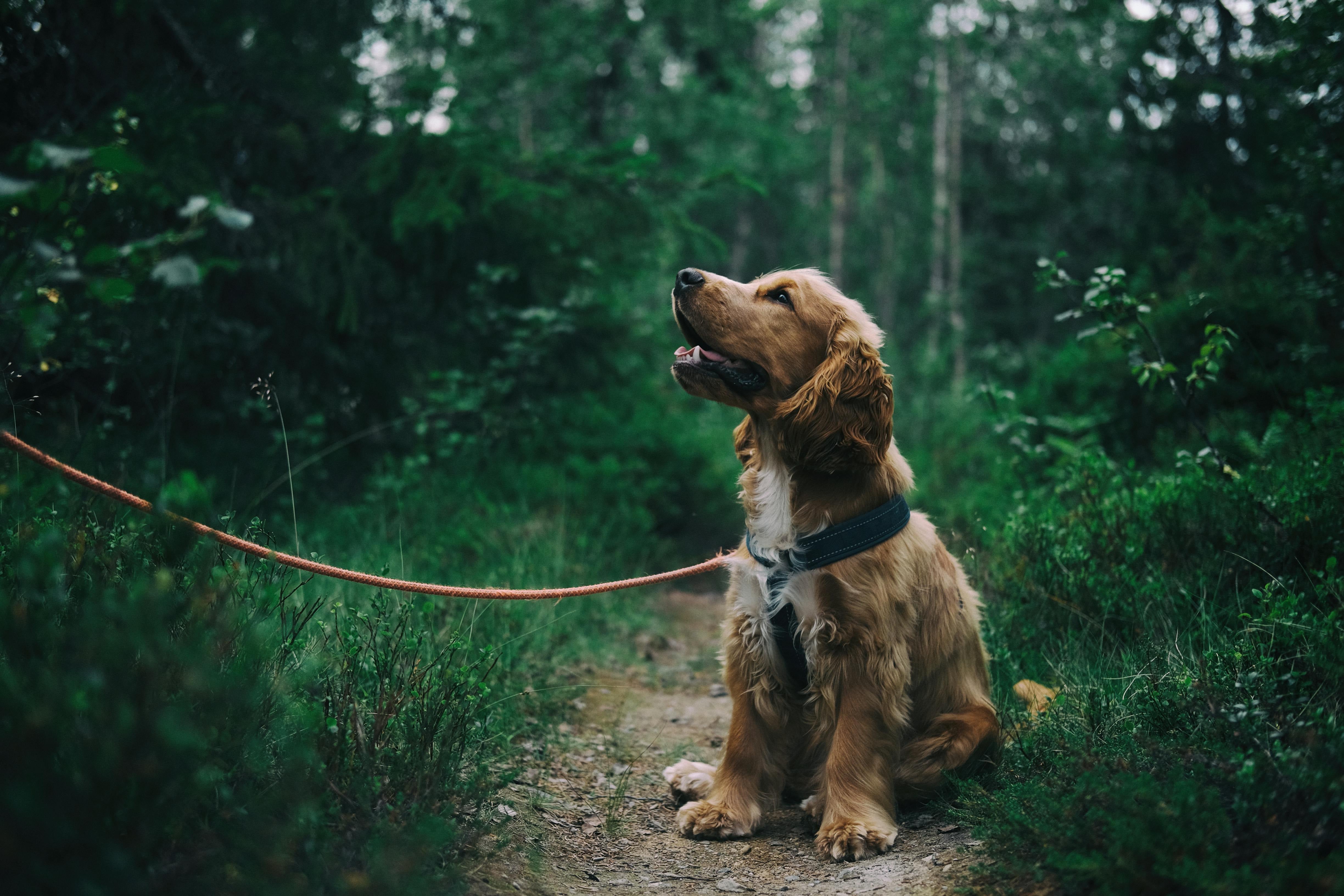 Dog on a leash sitting on a path in a forest