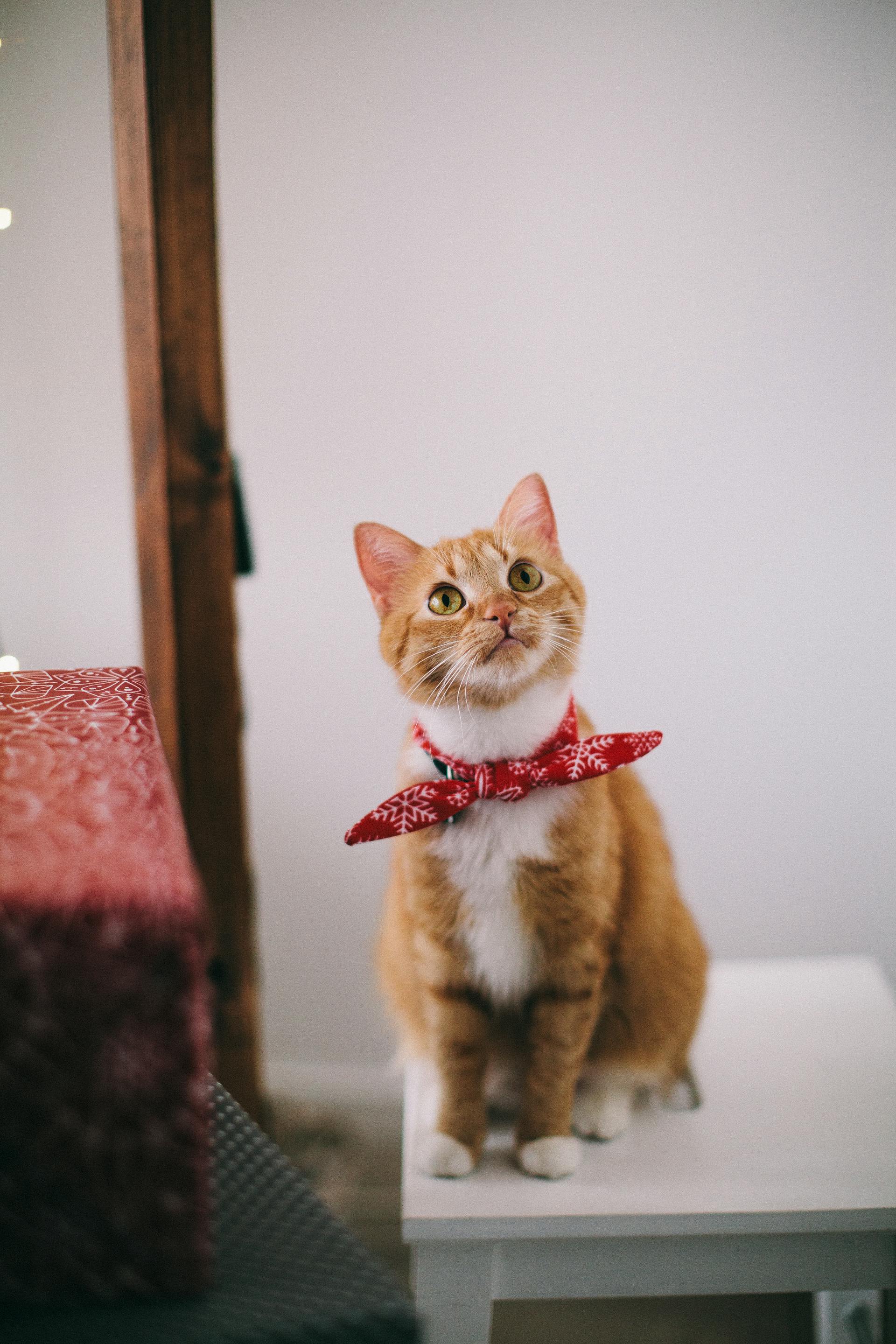 Cat wearing a red bow tie sitting on a white surface with a blurred background