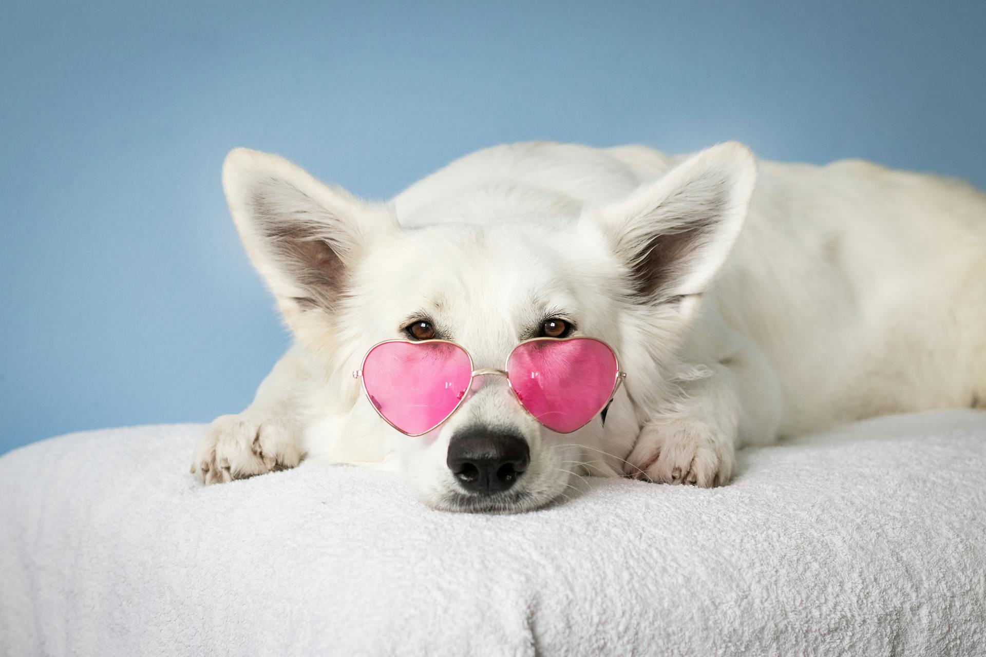White dog wearing pink heart-shaped sunglasses on a light blue background