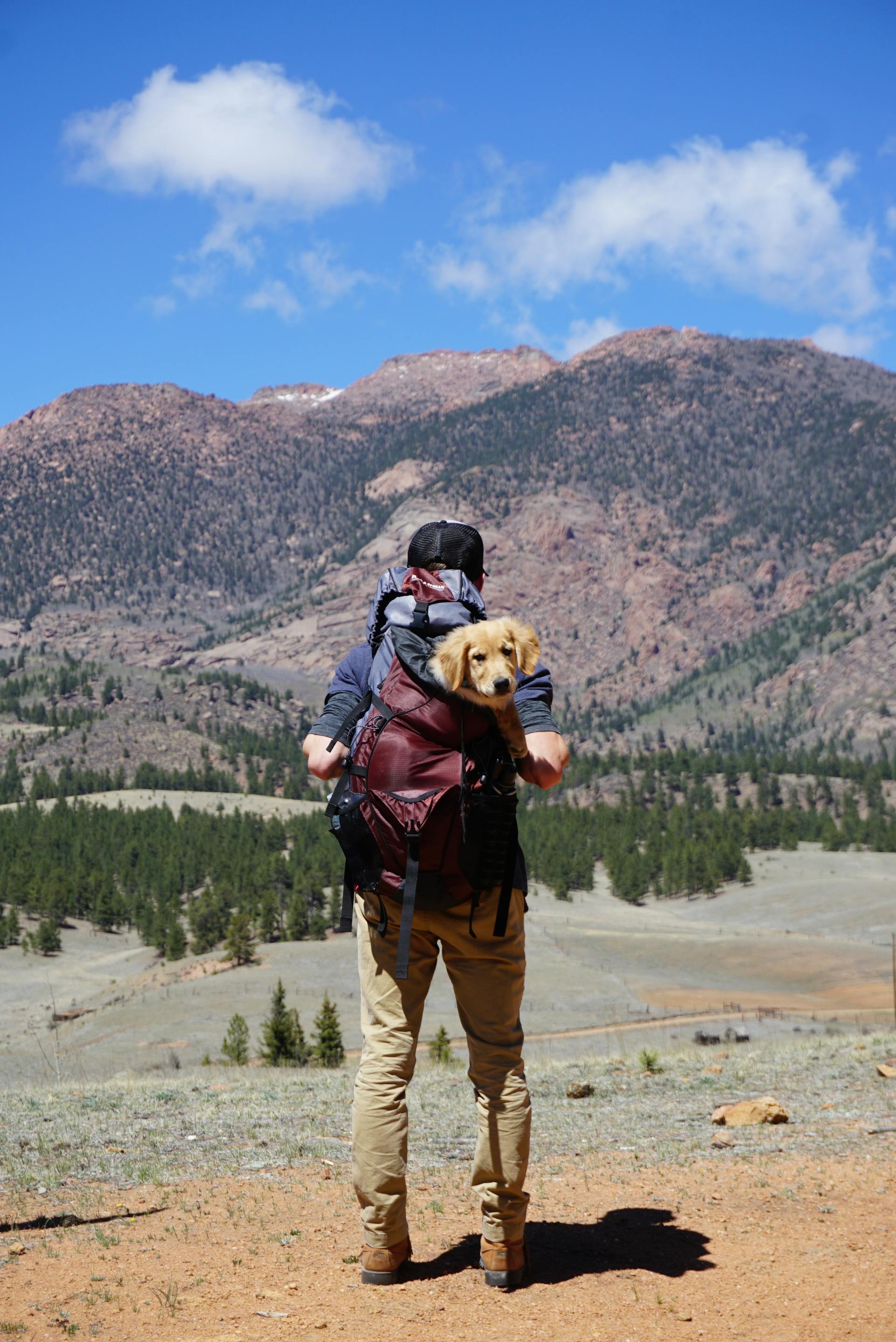 Person hiking with a dog in a backpack against a mountainous landscape