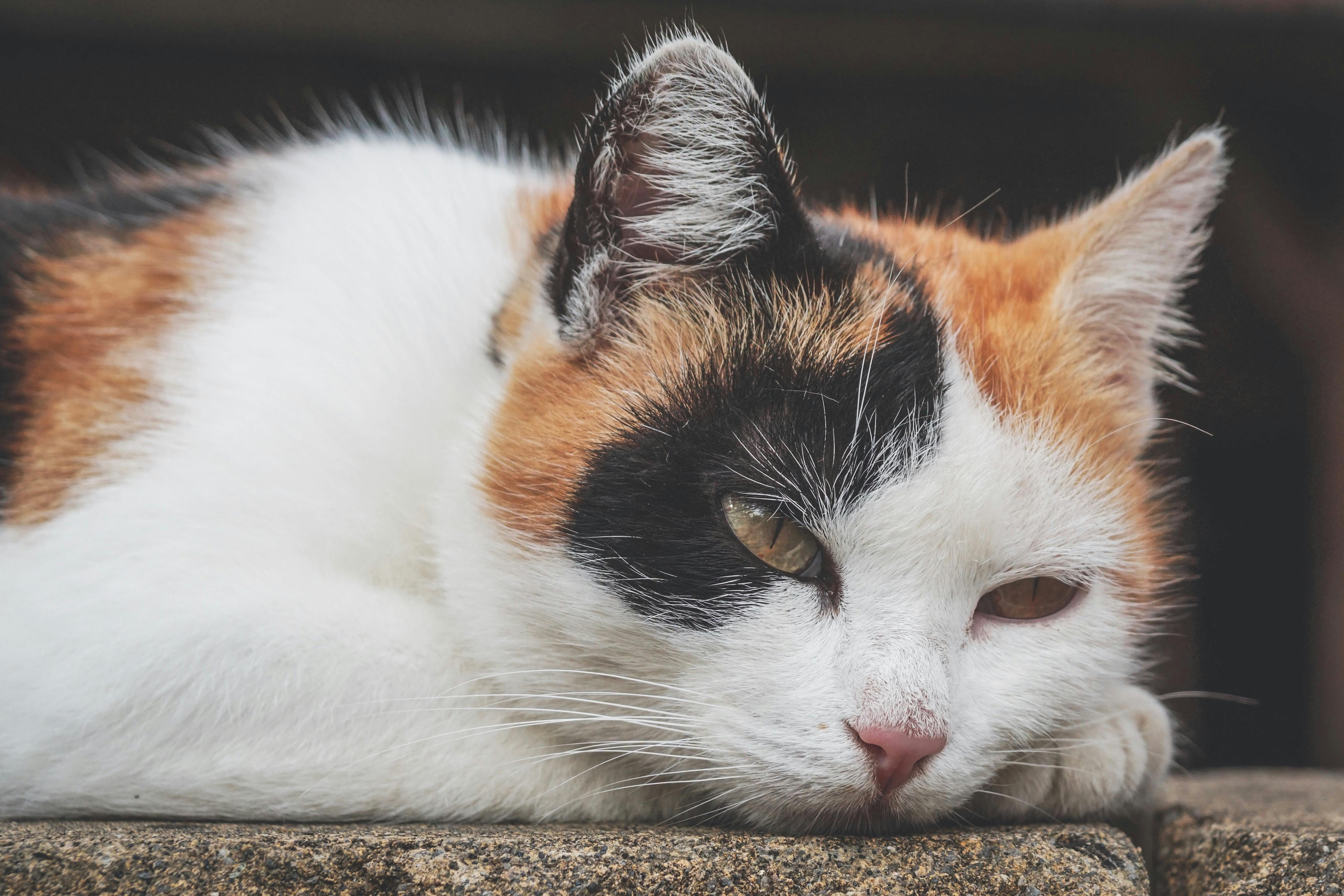 Calico cat lying on a stone surface with a blurred background
