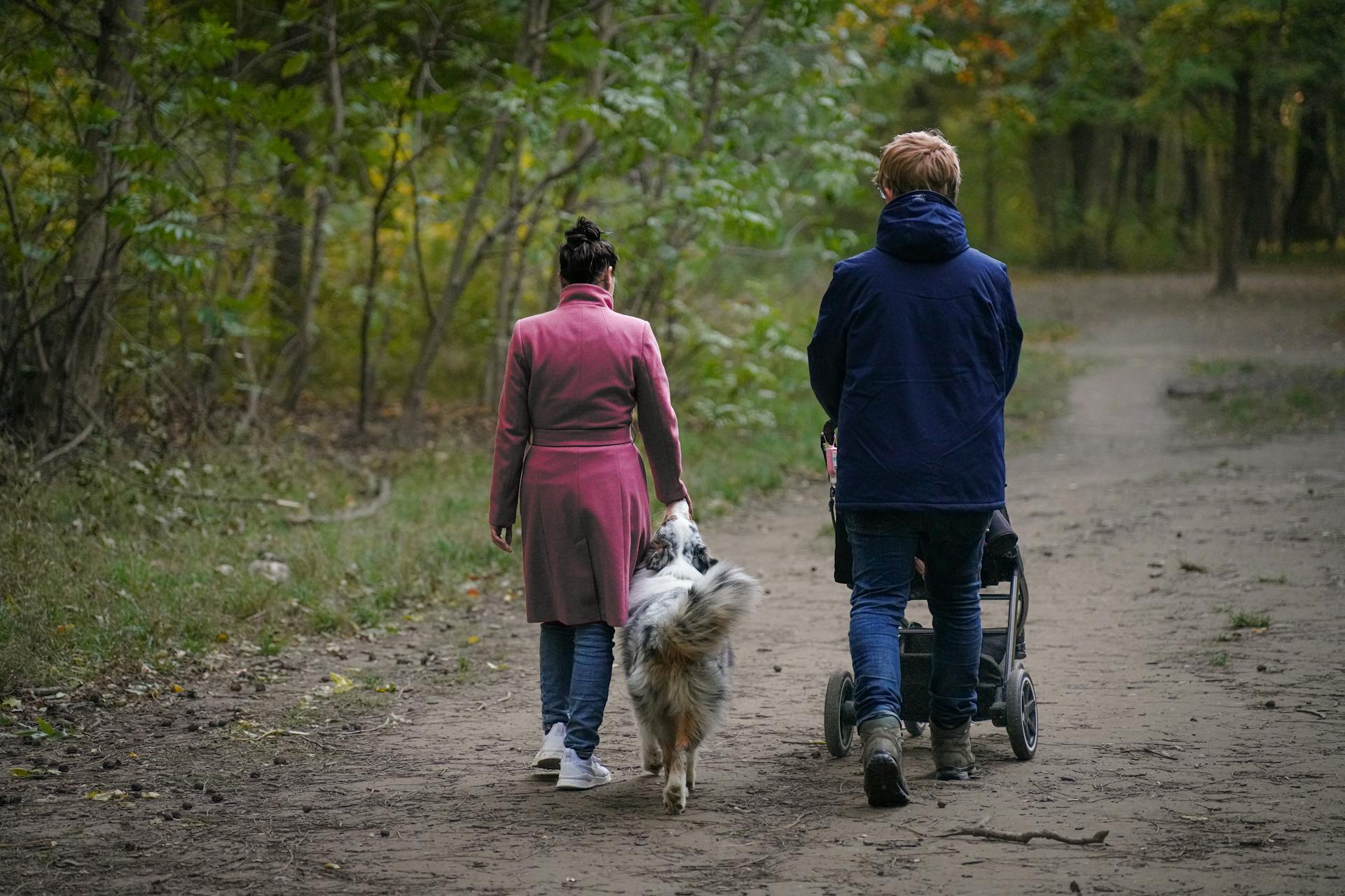Senior Strolls: How a Pet Stroller Keeps Older Pets Active