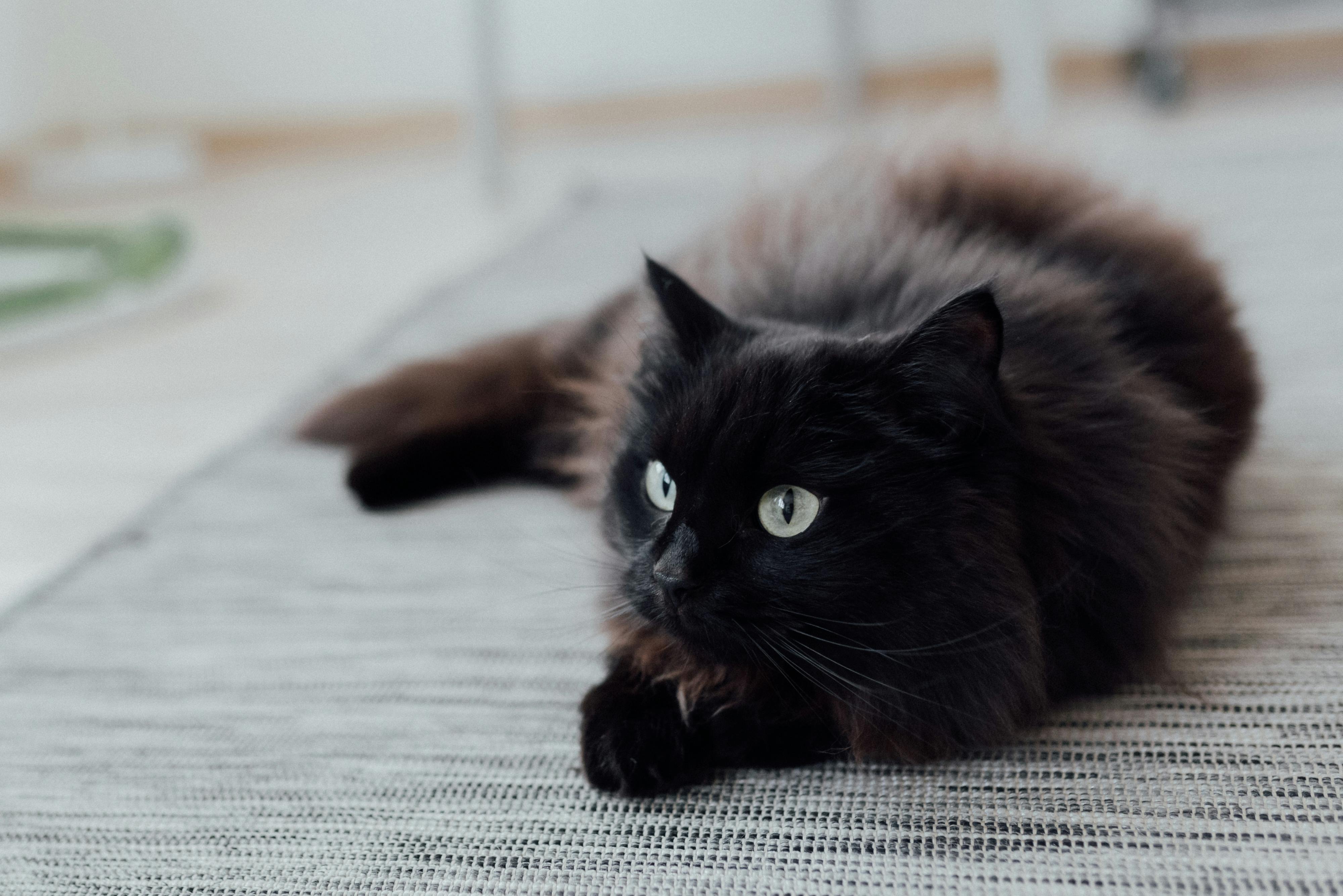 Everyday Reasons Every Pet Parent Needs a Carrier