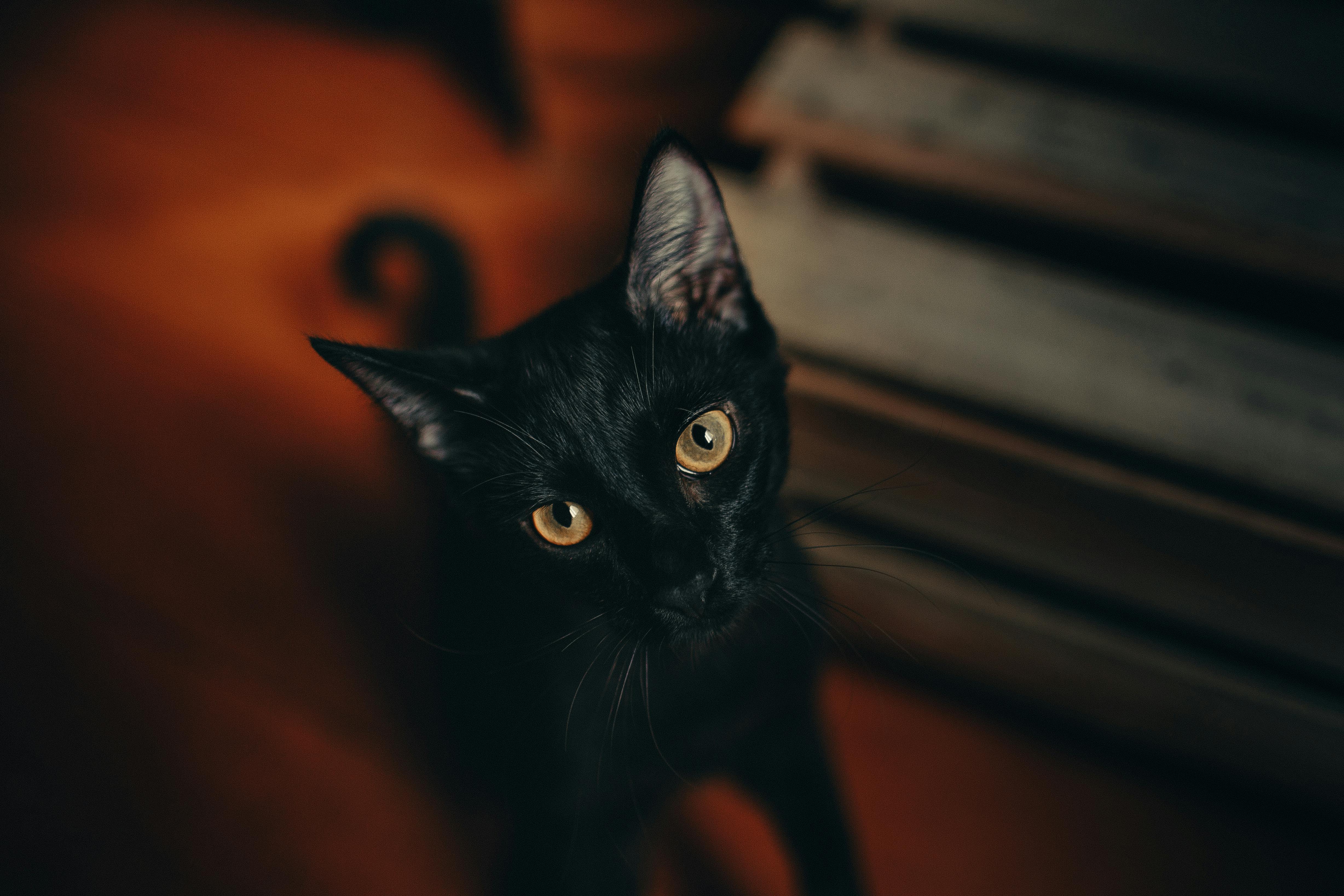 How My Cat Finally Stopped Waking Me Up at 5AM (Thanks to an Automatic Feeder)