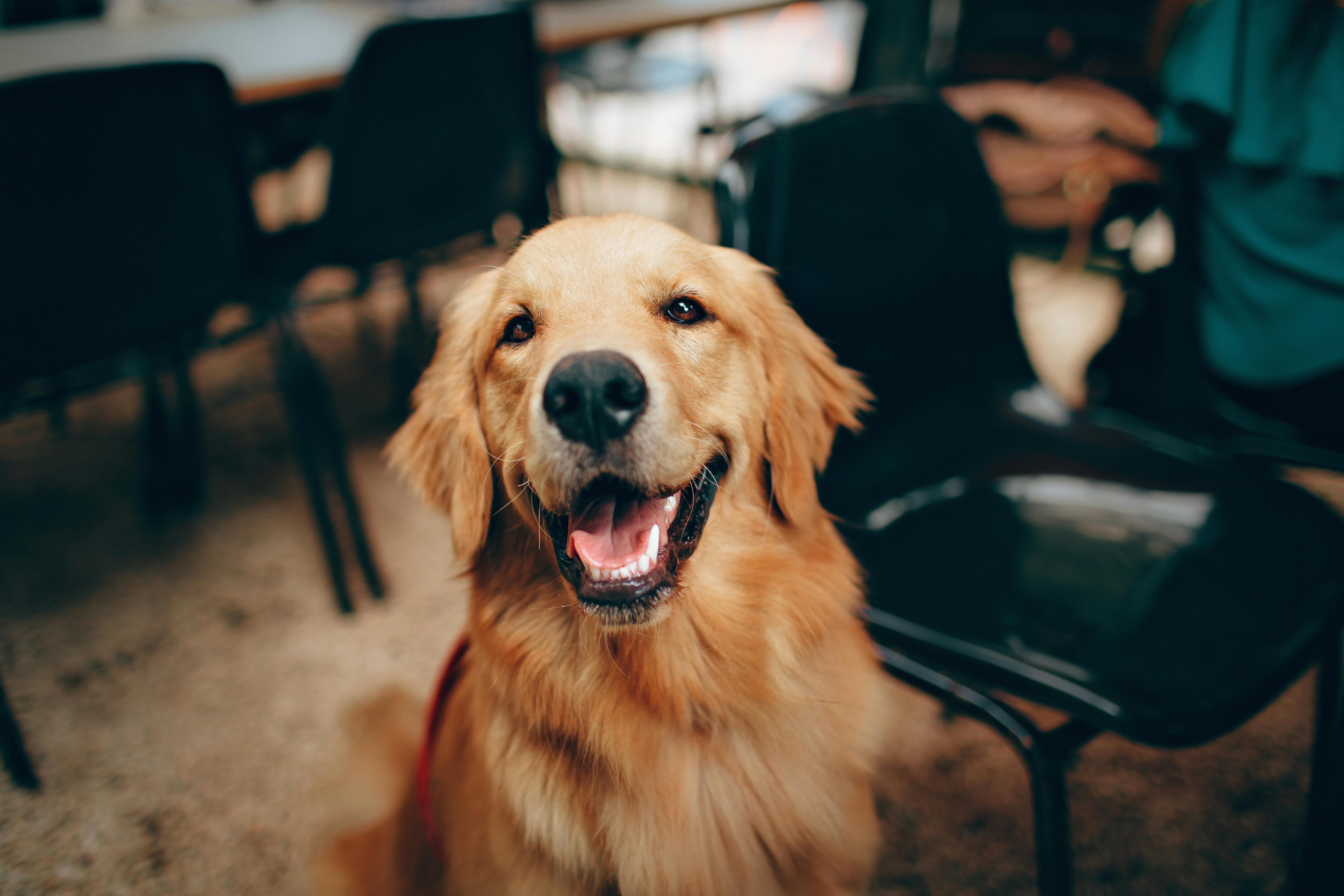 Life as a Busy Dog Mum: How Smart Feeders Save Me Every Morning