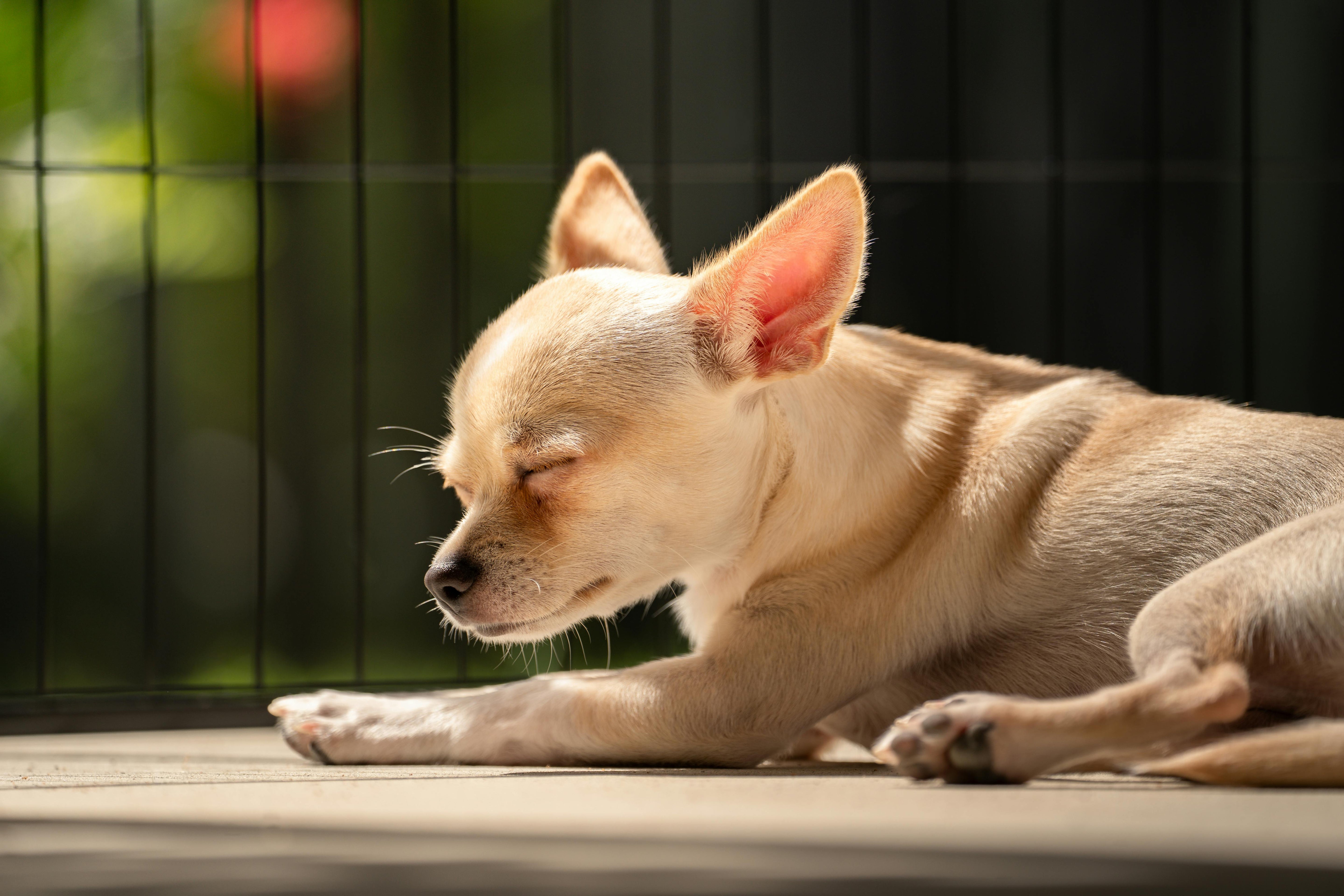 How to Choose the Best Airline-Approved Pet Carrier for Your Flight