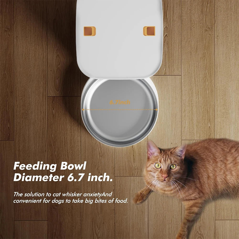 Cat feeding bowl on a wooden floor with a cat looking at it