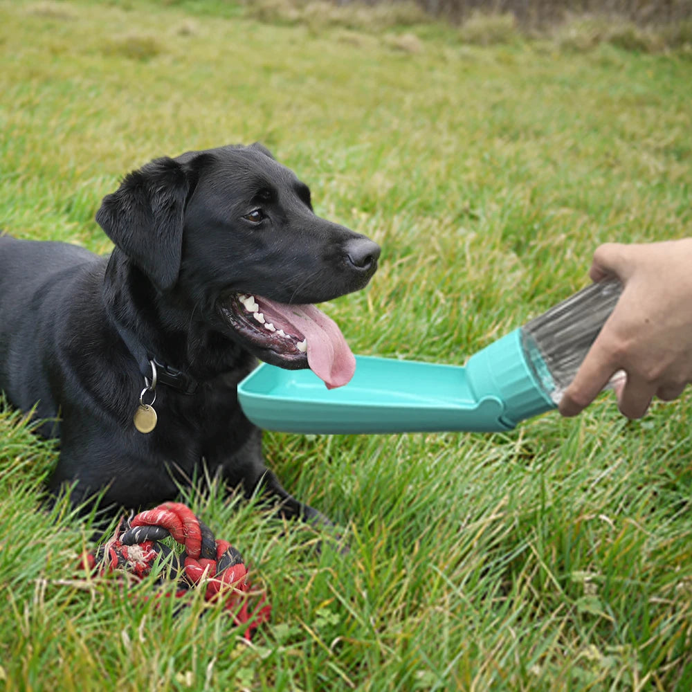 Black dog lying on grass with a green pet brush held by a person