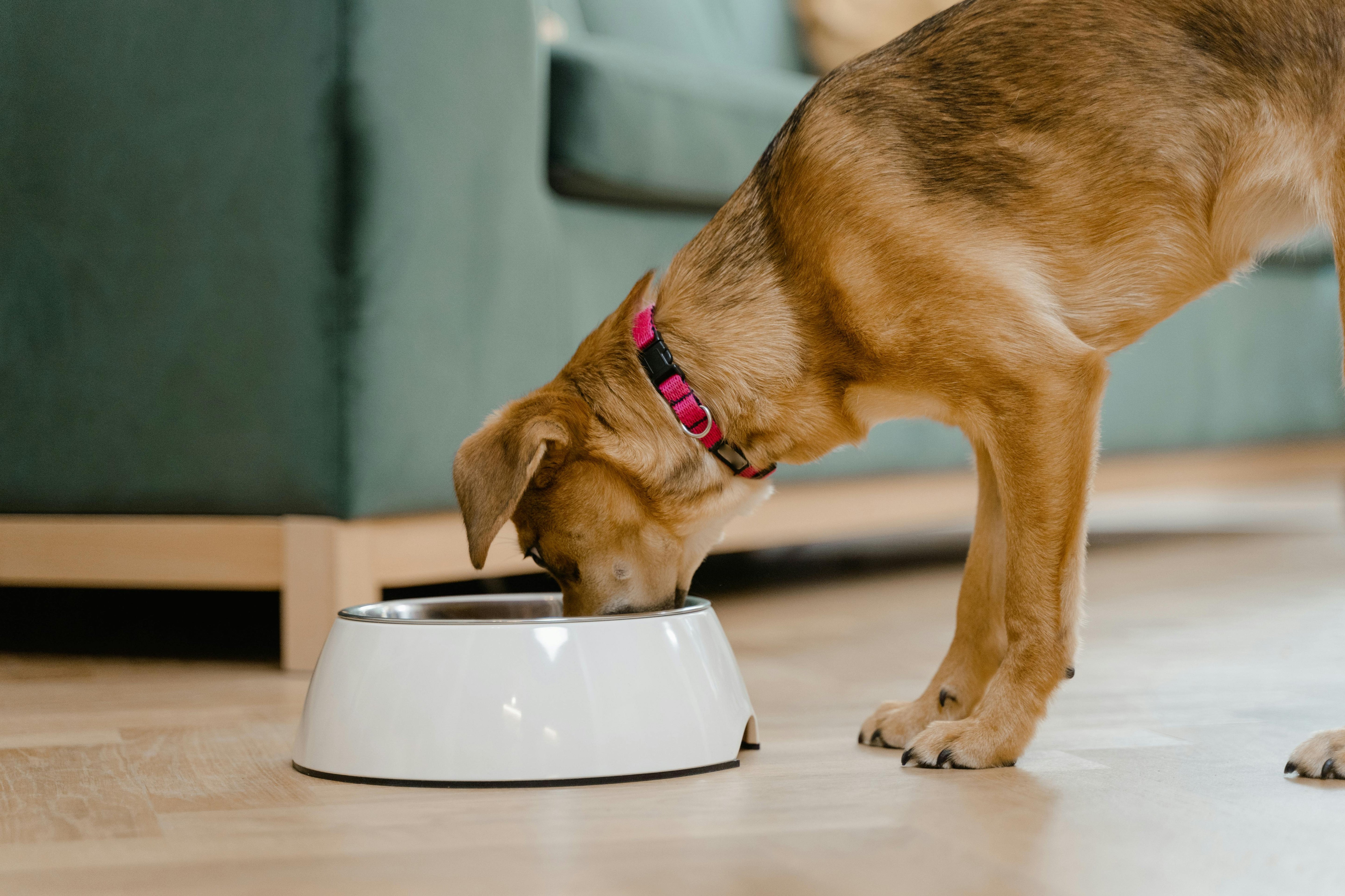 Dog drinking from a white bowl on a wooden floor with a blurred green sofa in the background