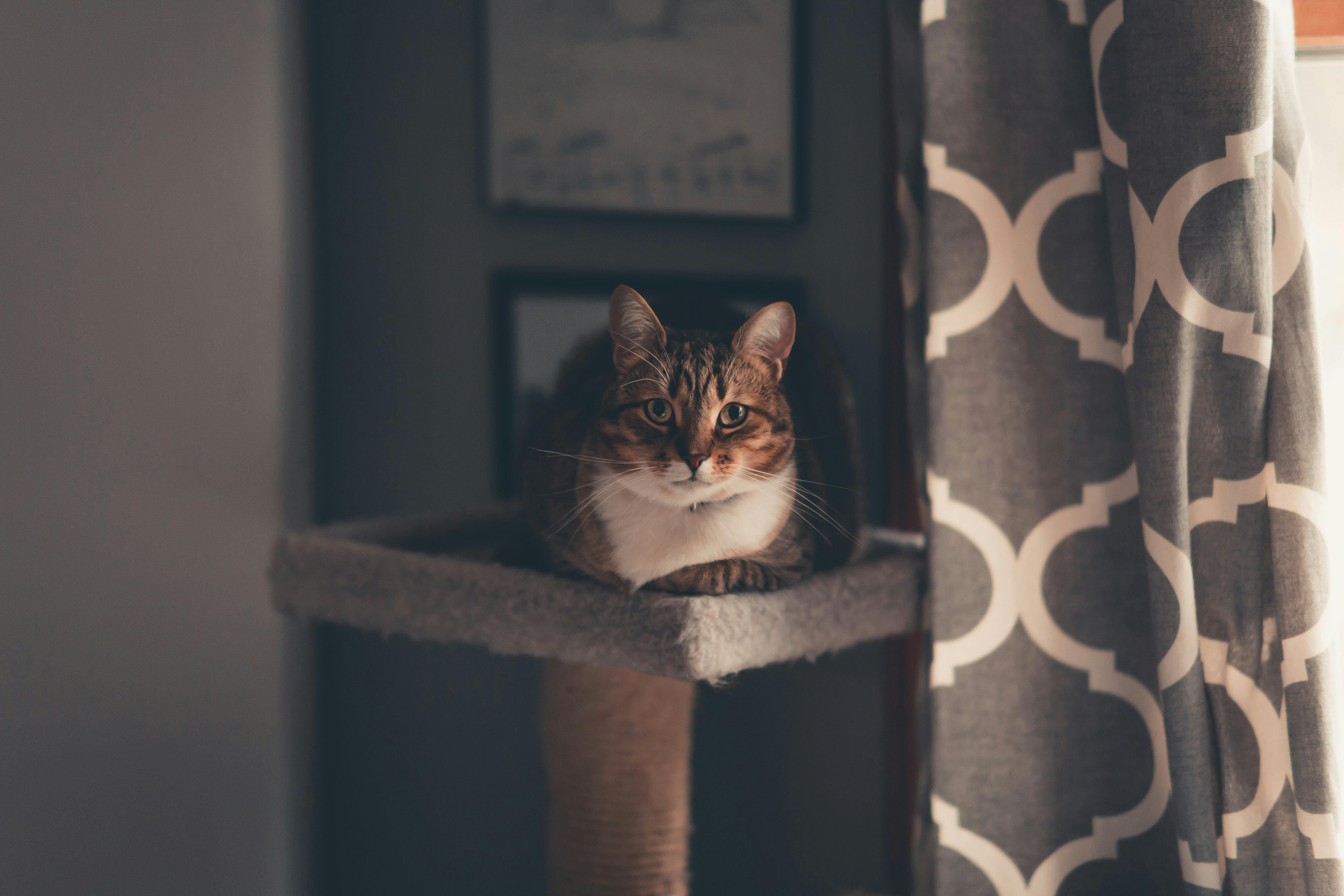 Cat sitting on a cat tree next to a patterned curtain